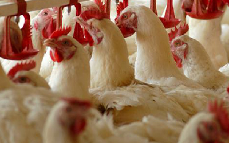 Situação financeira da Globoaves é notícia em jornais do país