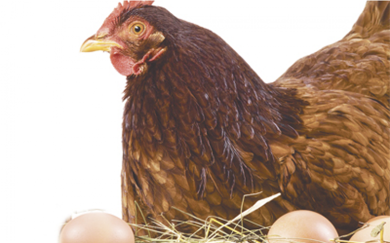 A saúde das galinhas e a qualidade dos ovos