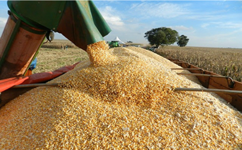 Brasil deve produzir 92,309 milhões de toneladas de milho em 2016/17