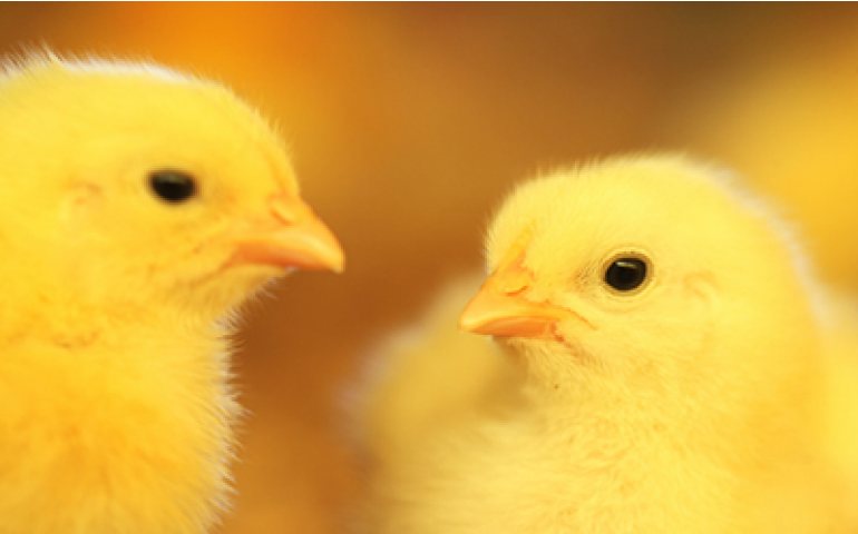 Brasil pode exportar ovos e pintos de um dia para a Índia