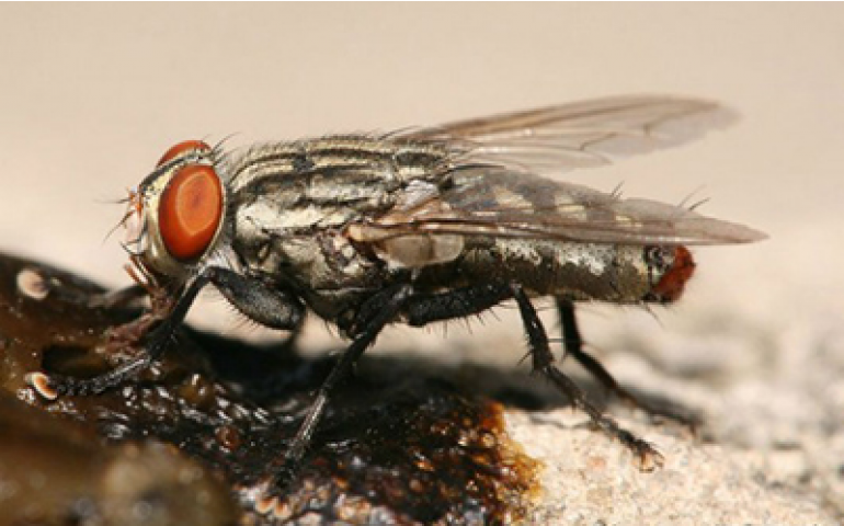 O controle de moscas na postura comercial