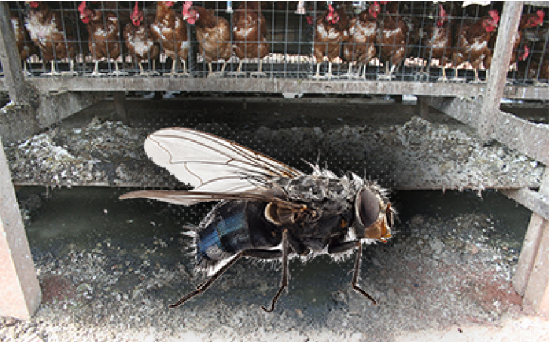 Novas medidas definem controle de moscas em Iacri (SP)
