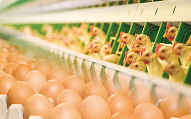 A importância da nutrição vitamínica em poedeiras