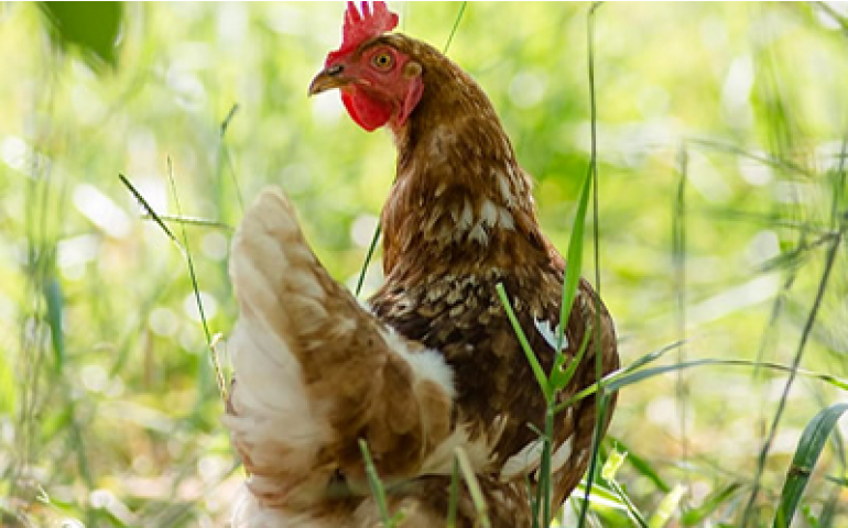 Fazenda da Toca promove curso sobre produção de ovos orgânicos