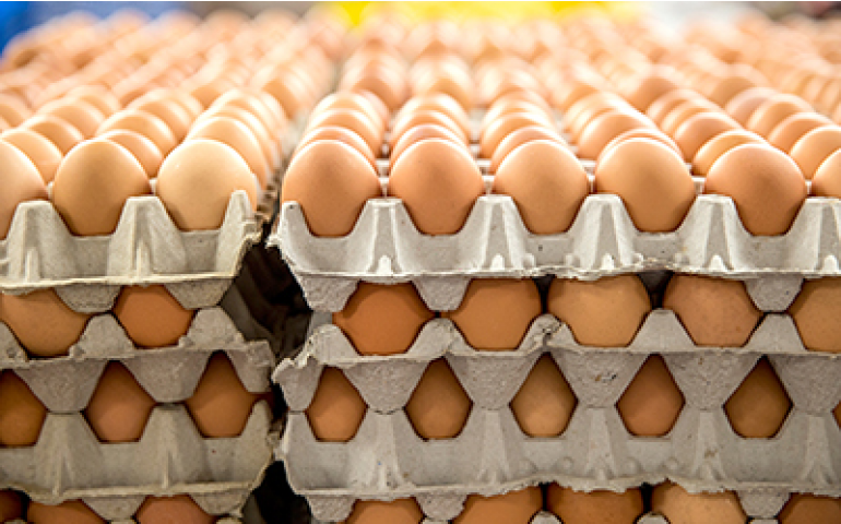 Brasileiro já consome 192 ovos per capita; consumo cresce 1% no Brasil