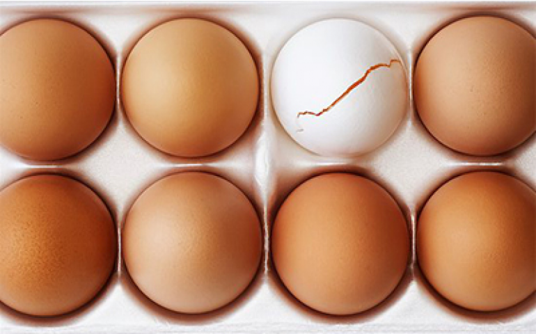 Má qualidade da casca pode gerar prejuízos, indicam especialistas da Ceva