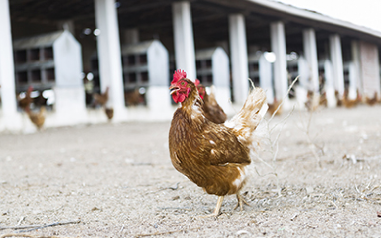 Tapuio Agropecuária terá 100% de galinhas fora de gaiolas até 2021