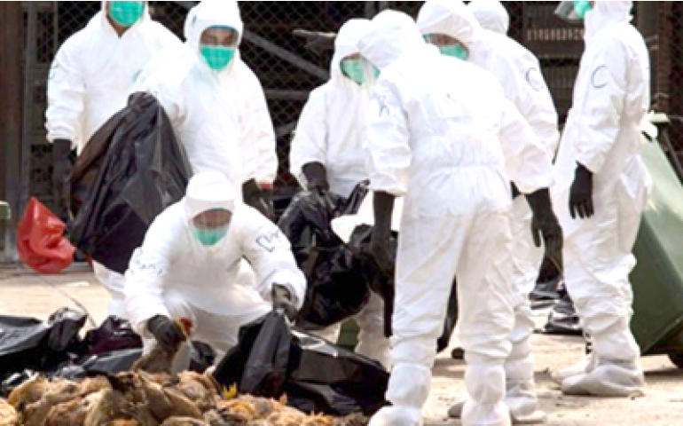 Seminário paulista aborda prevenção à influenza aviária no Brasil