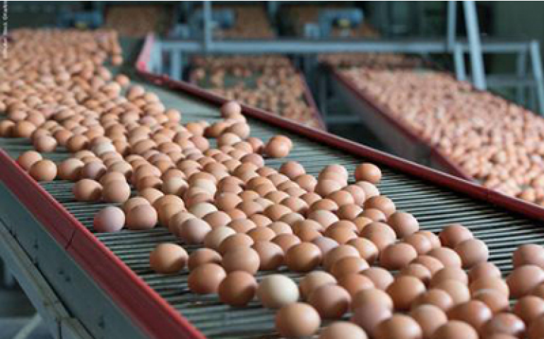 Postura terá seu 1° Simpósio Brasileiro de Bem-estar e 1 Egg Production Day