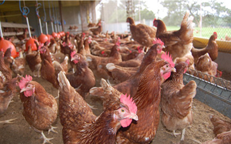 BRF deixará, até 2025, de utilizar ovos de aves confinadas em gaiolas 