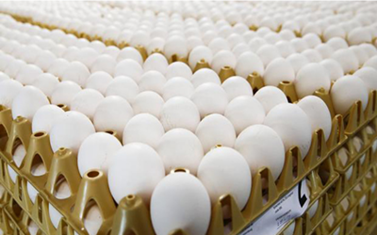 Milhões de ovos podem estar contaminados com fipronil na Europa