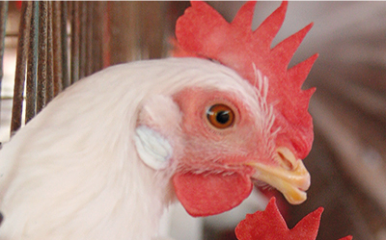 Estratégias eficazes de alimentação para poedeiras