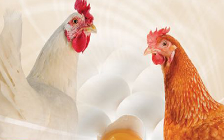 A poedeira do futuro é o tema do ciclo de palestras da DSM no CLA 2017