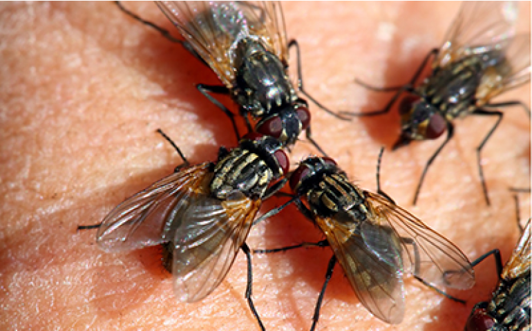 Bastos e Iacri trabalham em plano emergencial para combate às moscas