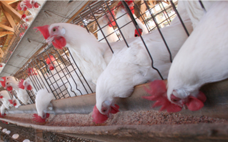 Nutrição das aves pode ficar sem vitaminas no início de 2018