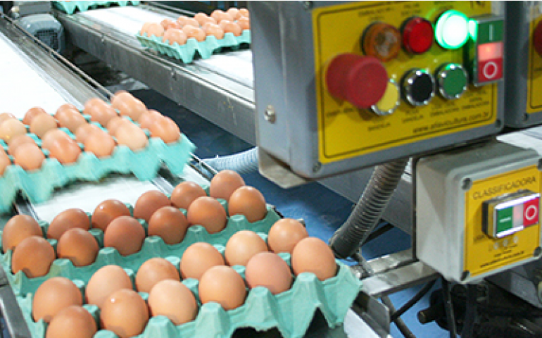 Jornal DCI mostra cenário positivo para a avicultura de postura em 2018