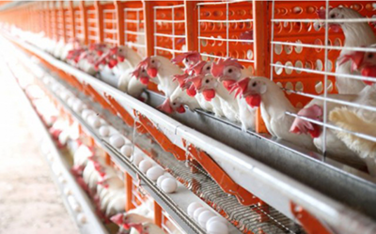 Avicultores de Terenos são destaque no portal Campo Grande News