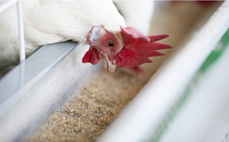 Produção mundial de ração cresce 2,5% em um ano