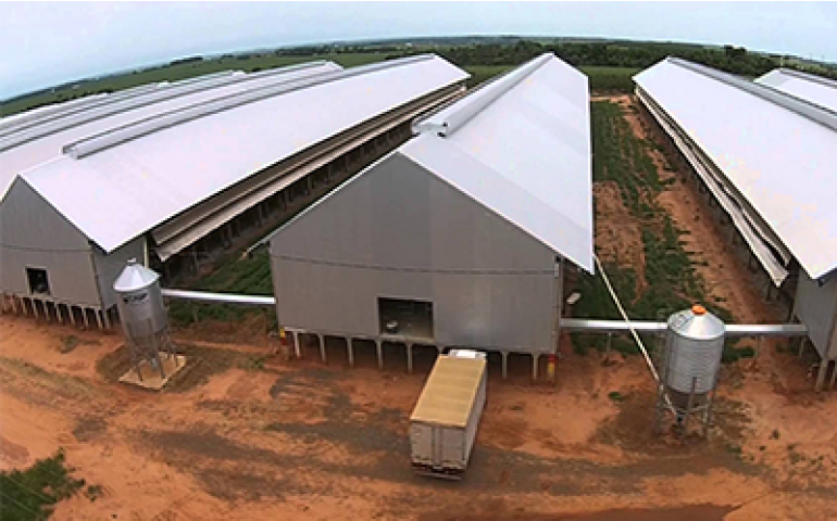 Prosseguem trabalhos para adequação ao registro de granjas