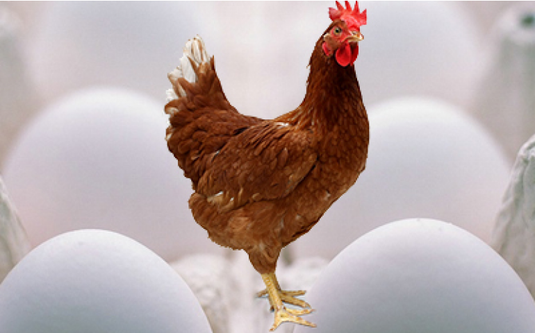 Bem-estar animal abre a programa do Congresso da APA 2018 