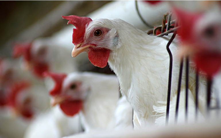 Condomínio Avícola reduz custos da ração para associados à Coopeavi