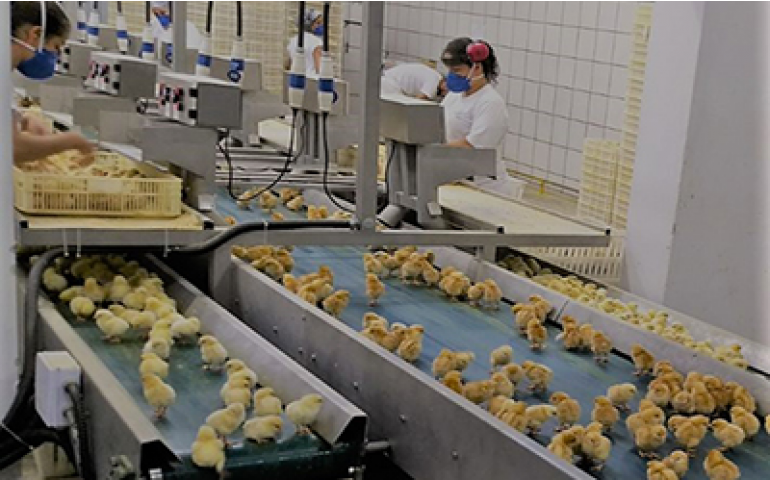 Hendrix conclui nova fase de estruturação do incubatório de Birigui (SP)