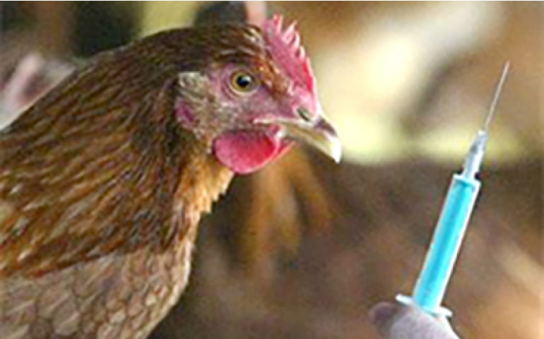 Trabalho de prevenção em sanidade detectou influenza aviária no México 