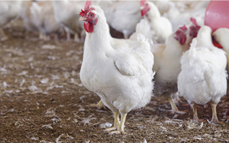 Especialista da Trouw Nutrition fala sobre os antibióticos na avicultura