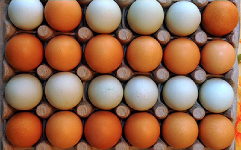 Paralisação de caminhoneiros pode também paralisar cadeia avícola