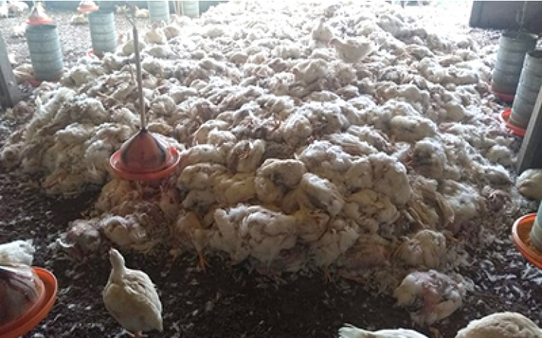 Avicultura brasileira vive grave desabastecimento nas granjas