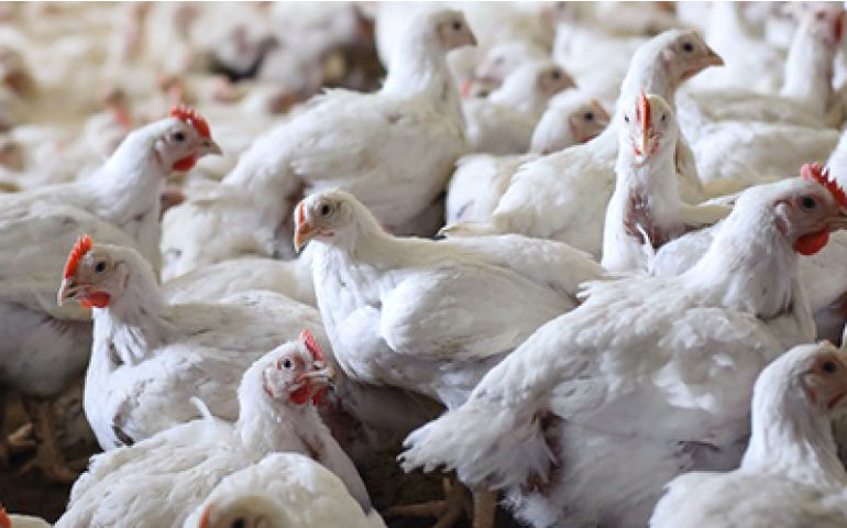 Animais precisam de medicamentos, alerta Sindan sobre a greve rodoviária