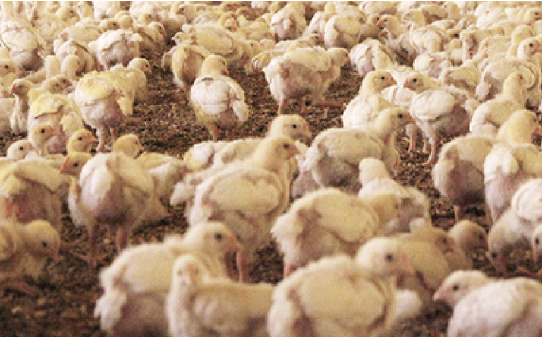 Com caminhões parados, morrem 36 mil aves por hora em Minas Gerais