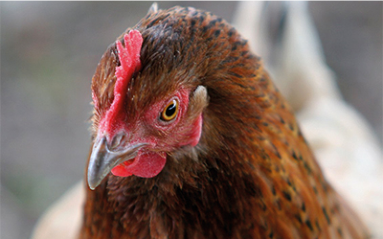 Detoxa Plus, o aditivo inativador de micotoxinas