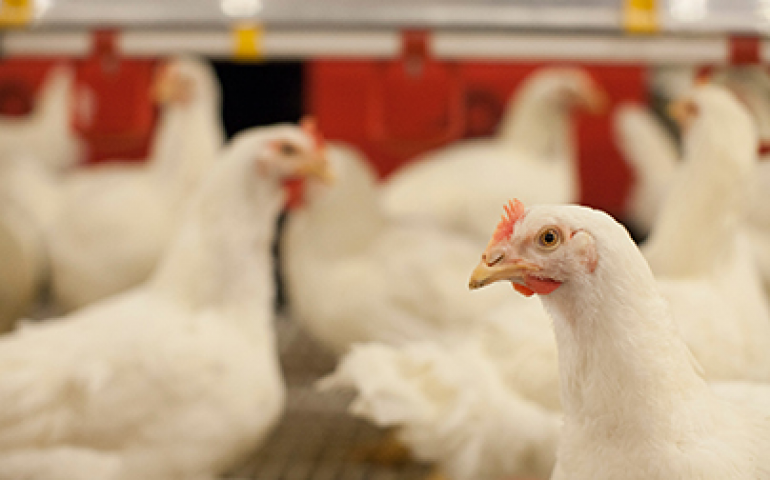 Pesquisa mostra aumento na produção de ovos com o uso de minerais orgânicos