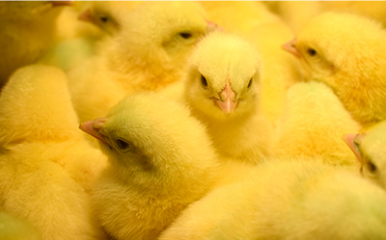 IBGE confirma a franca expansão da avicultura capixaba